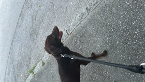 Welpen zum verschenken!! Bild 5