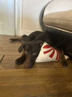 Welpen zum verschenken!! Bild 3