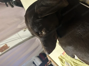 Welpen zum verschenken!! Bild 4