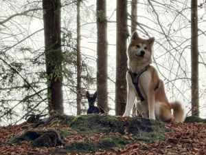 Akita Inu sucht dringend ein neues und Liebevolles Zuhause.  Bild 4