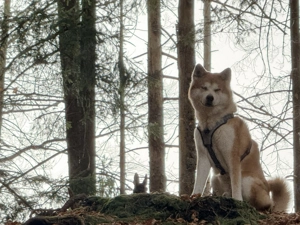 Akita Inu sucht dringend ein neues und Liebevolles Zuhause.  Bild 3