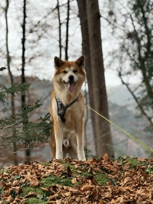 Akita Inu sucht dringend ein neues und Liebevolles Zuhause.  Bild 2