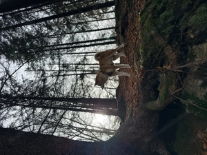 Akita Inu sucht dringend ein neues und Liebevolles Zuhause.  Bild 6