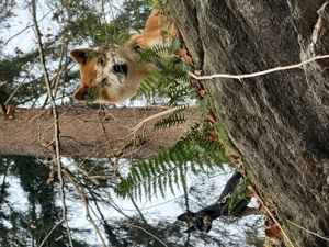 Akita Inu sucht dringend ein neues und Liebevolles Zuhause.  Bild 5