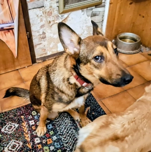 Rhonda - Notfall Österreich Bild 5