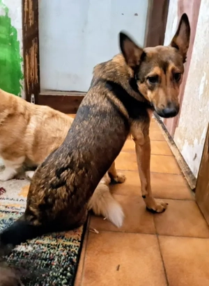 Rhonda - Notfall Österreich Bild 6