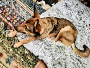 Rhonda - Notfall Österreich Bild 3