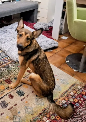 Rhonda - Notfall Österreich Bild 2