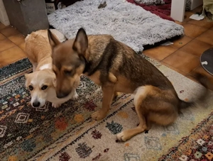 Rhonda - Notfall Österreich Bild 7