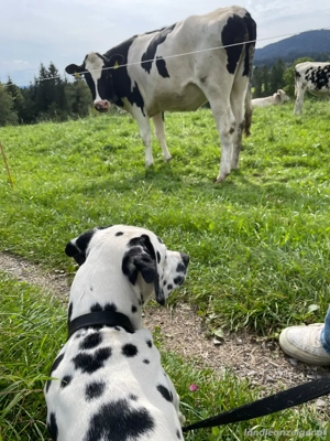 Pongo sucht ein neues und liebevolles zuhause  Bild 2