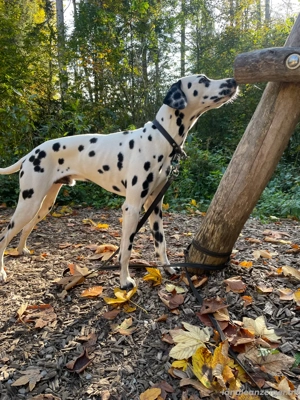 Pongo sucht ein neues und liebevolles zuhause  Bild 5