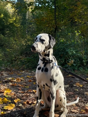 Pongo sucht ein neues und liebevolles zuhause  Bild 3