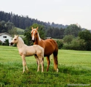schöne Quarterhorse Stute zu Verkaufen Bild 2
