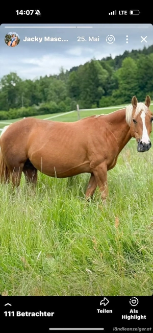 schöne Quarterhorse Stute zu Verkaufen Bild 5