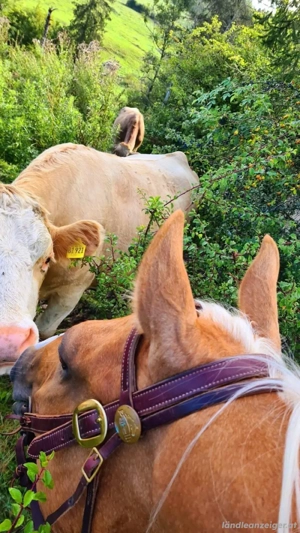 schöne Quarterhorse Stute zu Verkaufen Bild 6