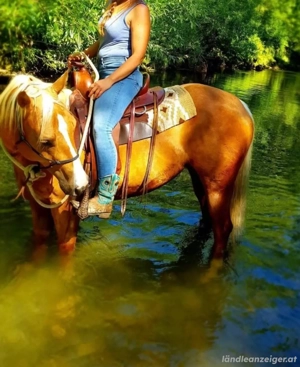 schöne Quarterhorse Stute zu Verkaufen Bild 4