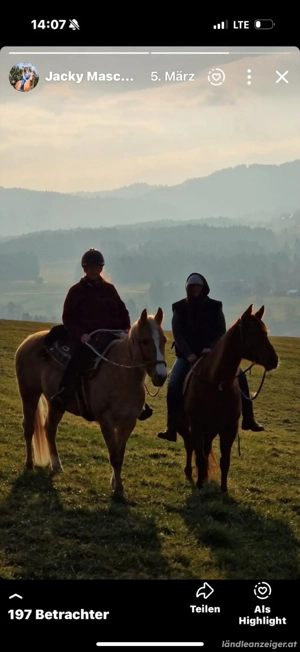 schöne Quarterhorse Stute zu Verkaufen Bild 3