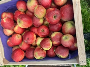 verkaufe sehr preiswerte Lageräpfel mit leiten Hagelschäden Bild 2