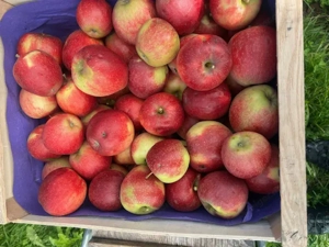 verkaufe sehr preiswerte Lageräpfel mit leiten Hagelschäden