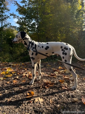 Pongo sucht ein neues und liebevolles zuhause  Bild 4