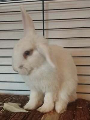 Zwergkaninchen 3,5 Monate  Bild 2