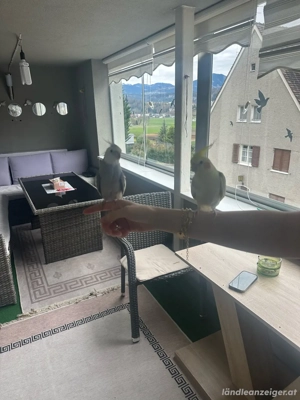 Nymphensittich zu Verkaufen