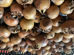 Mispel-Früchte, alte sorte