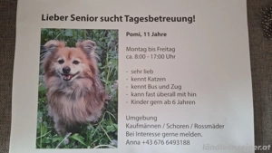 kleiner Senior such Tagesbetreuung  Bild 2