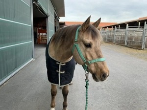 Big D Stable Blanket All American Bild 2