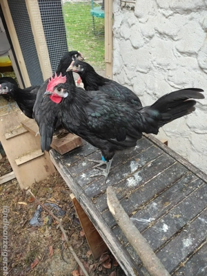 Seltene Barbezieux-Hähne abzugeben Bild 2