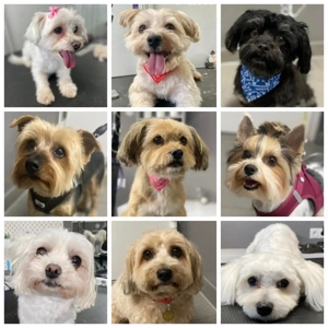 Hundesalon für kleine Hunderassen 