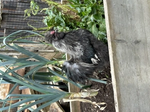 Zwerghühner  Bild 2