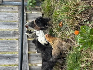 Zwerghühner  Bild 5