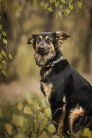 Kreativer Igorök hat noch Platz für Liebe