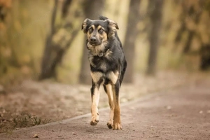 Kreativer Igorök hat noch Platz für Liebe Bild 5