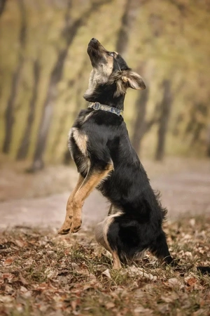 Kreativer Igorök hat noch Platz für Liebe Bild 2