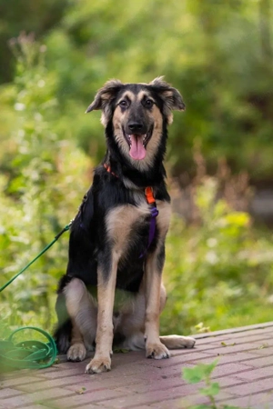 Der mutige Philip sucht seine Menschen Bild 3