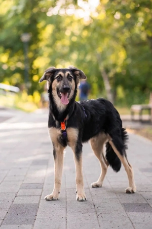 Der mutige Philip sucht seine Menschen Bild 4