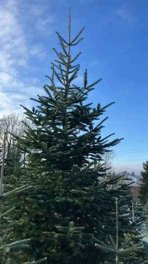 Weihnachtsbaum, Christbaum, Nordmanntanne Bild 2