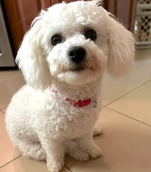 Hochwertige Bichon Frisé Welpen abzugeben