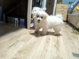 Hochwertige Bichon Frisé Welpen abzugeben Bild 2