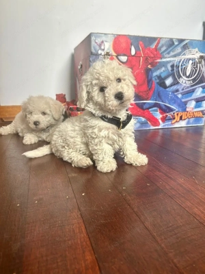 Hochwertige Bichon Frisé Welpen abzugeben Bild 4