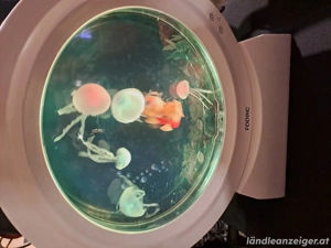 Nikologeschenk Bild 4