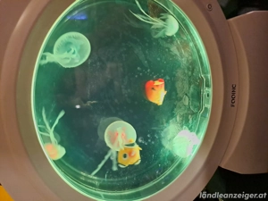 Nikologeschenk Bild 3