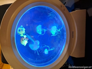 Nikologeschenk Bild 2