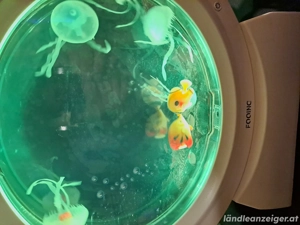 Nikologeschenk Bild 5