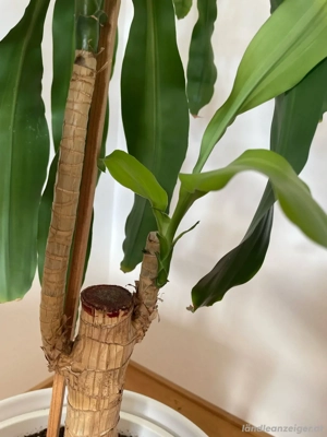 Zimmerpflanze mit Übertopf Bild 2