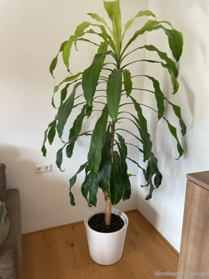 Zimmerpflanze mit Übertopf