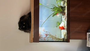 Verkaufe 240 Liter Aquamarium mit Goldfische