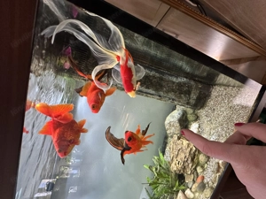 Verkaufe 240 Liter Aquamarium mit Goldfische Bild 3